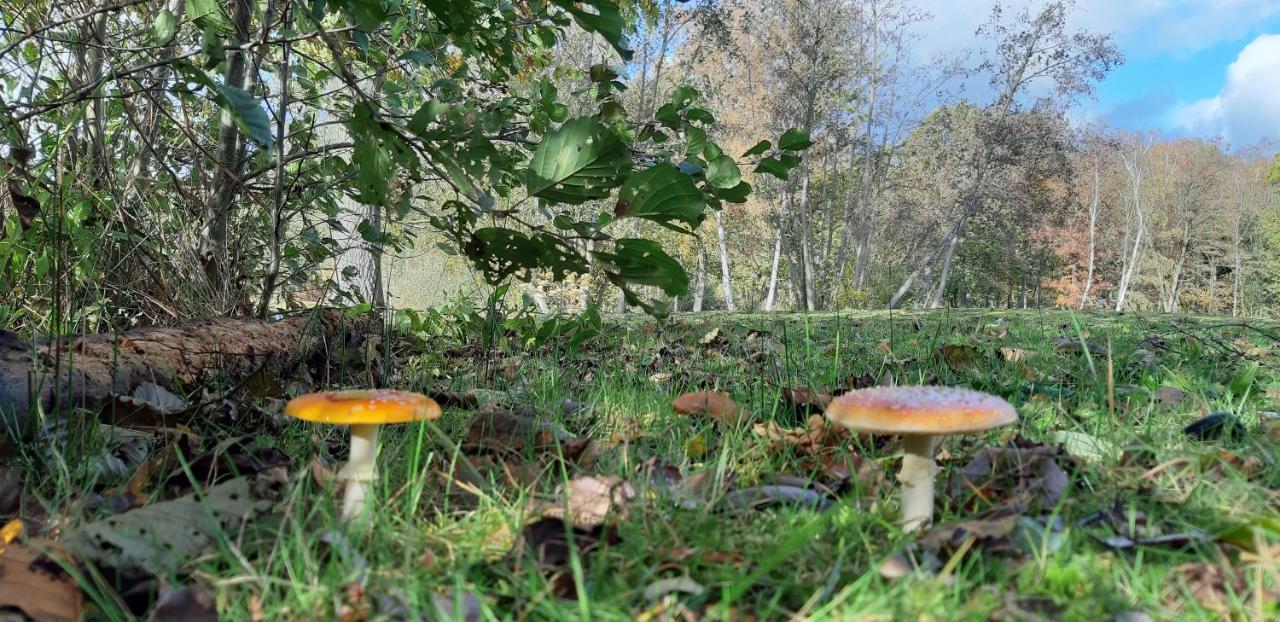 Zonnige Vrijstaande Bungalow In Prachtige Omgeving! Rekem Exterior foto